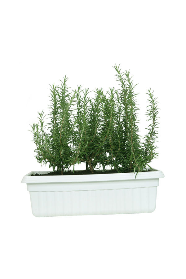 Rose Mary - Salvia Rosemarinus - In Rectangular Pot - Plantsworld.ae