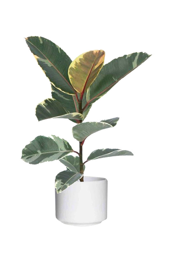 Variegated Rubber Plant (Ficus elastica ‘Variegata’) indoor tall plant with glossy green and burgundy leaves