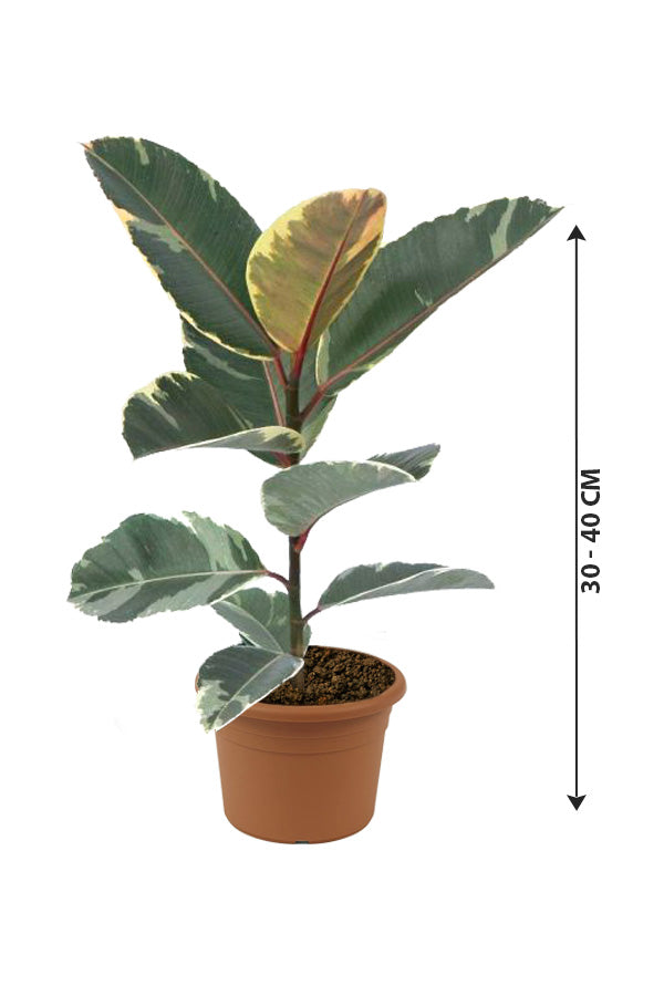 Variegated Rubber Plant - Ficus Elastica 'Variegata' - Plantsworld.ae
