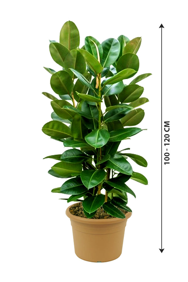 Rubber Plant - Ficus Elastica_Small Plant - Plantsworld.ae