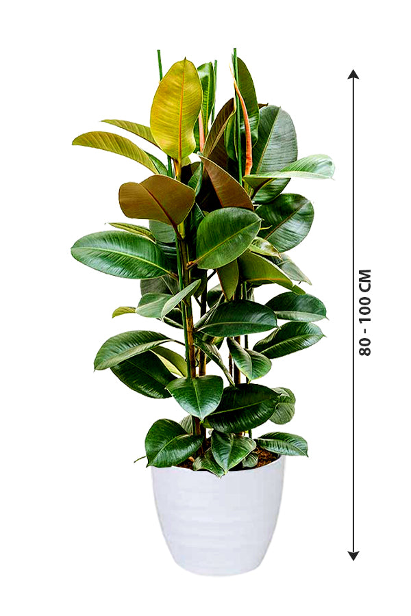 Rubber Plant - Ficus Elastica_Small Plant - Plantsworld.ae