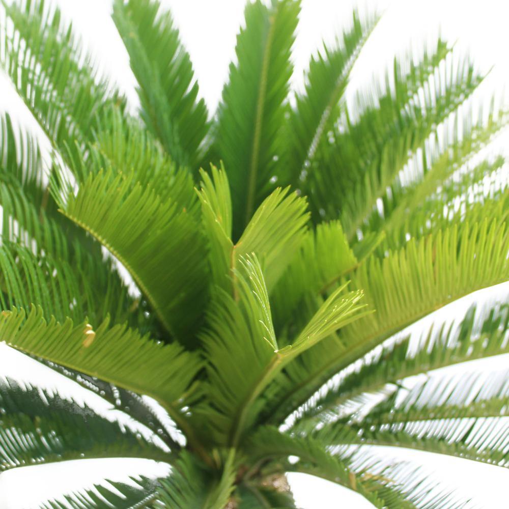Sago Palm - Cycas Revoluta - Sago Palm - Cycas Revoluta - Plantsworld.ae