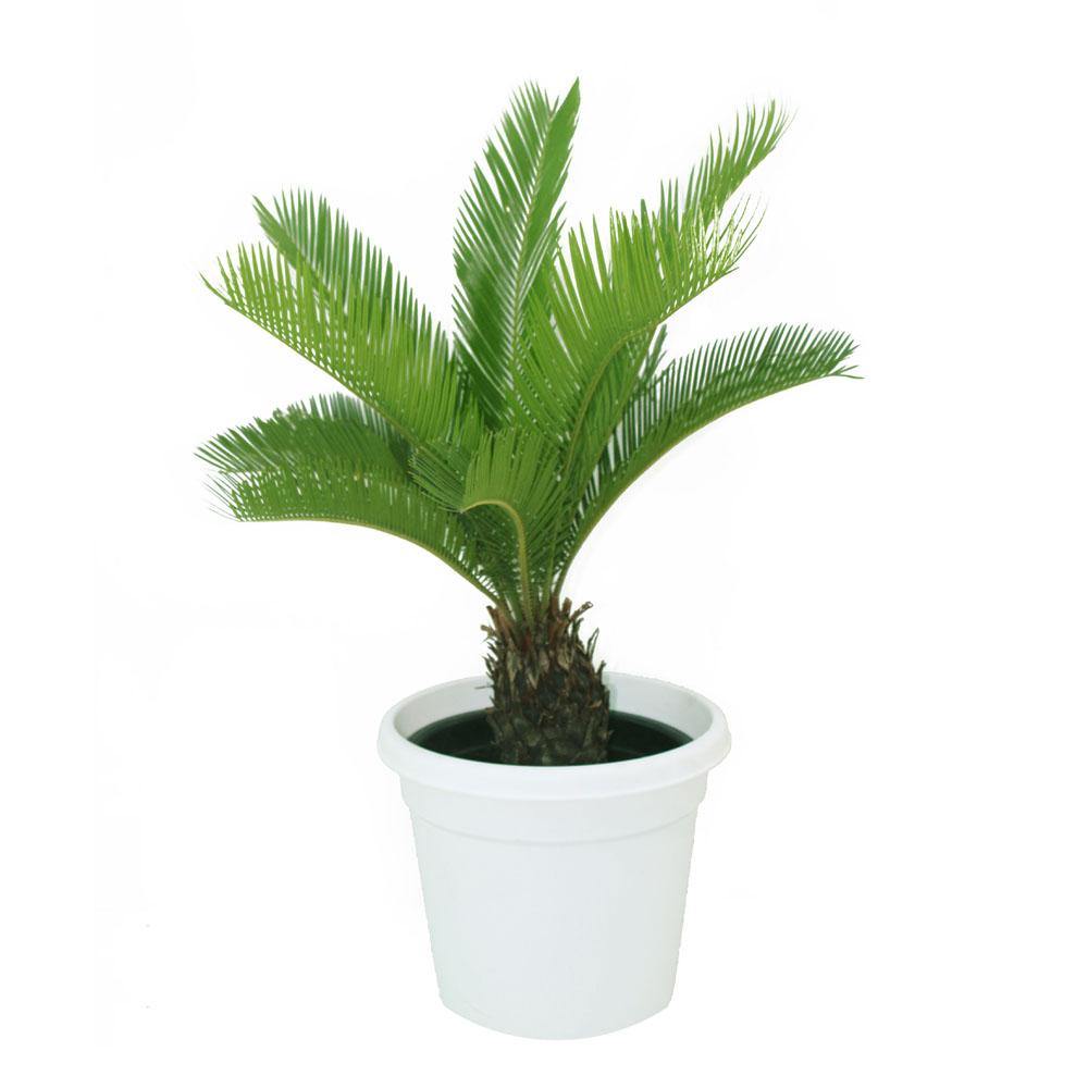 Sago Palm - Cycas Revoluta - Sago Palm - Cycas Revoluta - Plantsworld.ae
