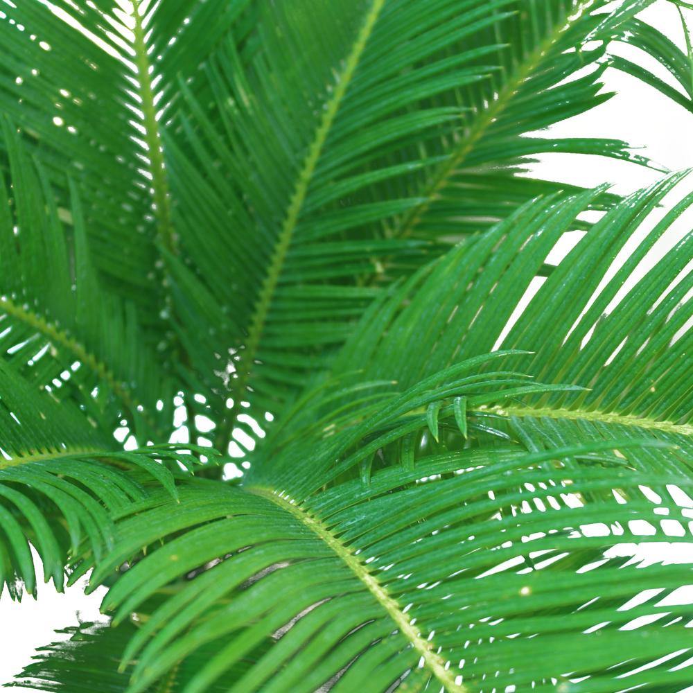 Sago Palm - Cycas Revoluta - Sago Palm - Cycas Revoluta - Plantsworld.ae