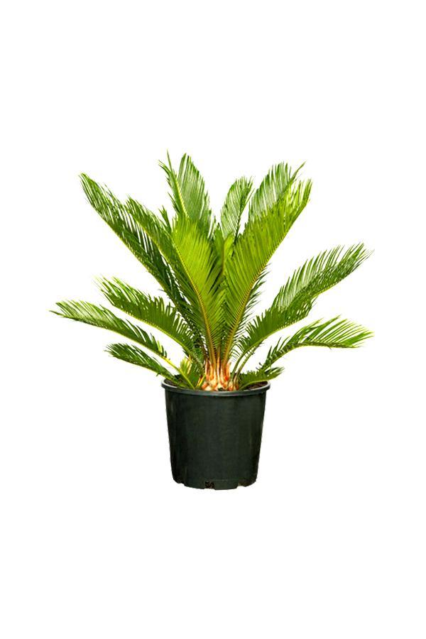 Sago Palm - Cycas Revoluta - Sago Palm - Cycas Revoluta - Plantsworld.ae