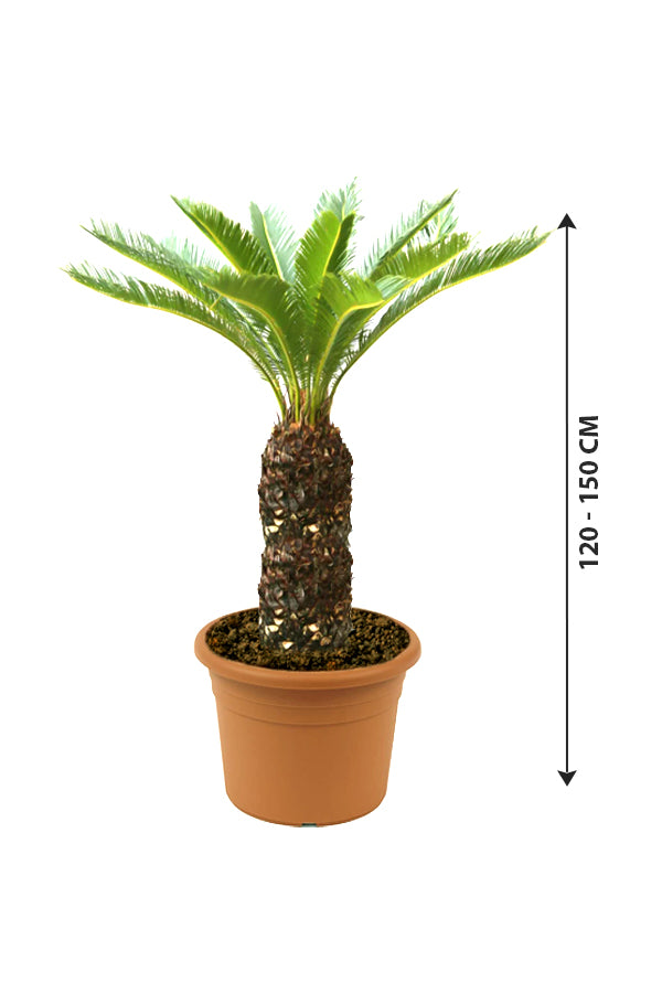 Sago Palm - Cycas Revoluta - Plantsworld.ae