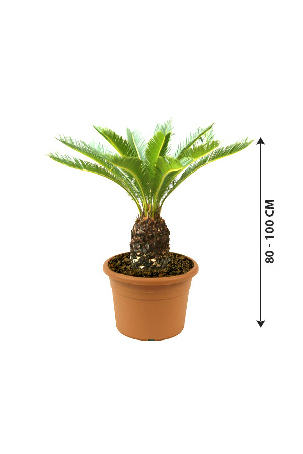 Sago Palm - Cycas Revoluta - Plantsworld.ae