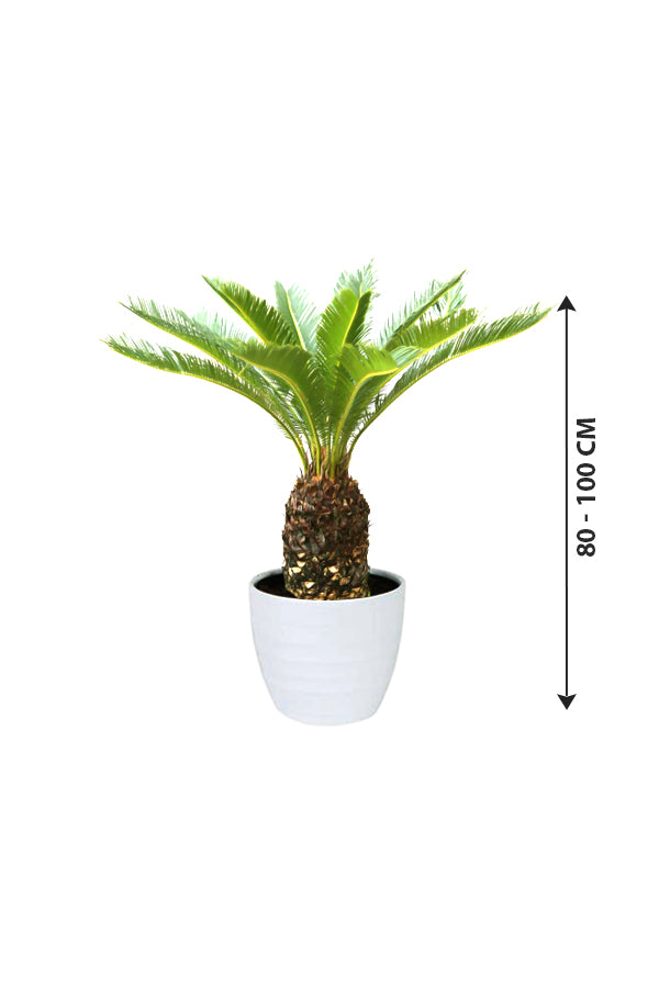 Sago Palm - Cycas Revoluta - Plantsworld.ae