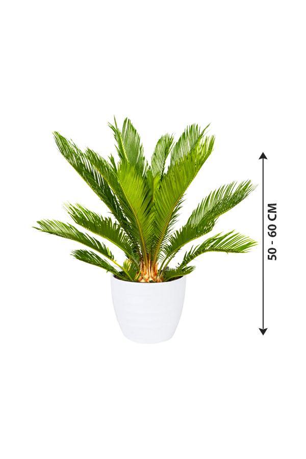 Sago Palm - Cycas Revoluta - Sago Palm - Cycas Revoluta - Plantsworld.ae