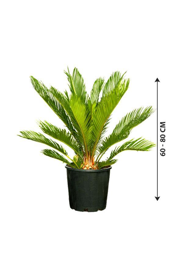 Sago Palm - Cycas Revoluta - Sago Palm - Cycas Revoluta - Plantsworld.ae
