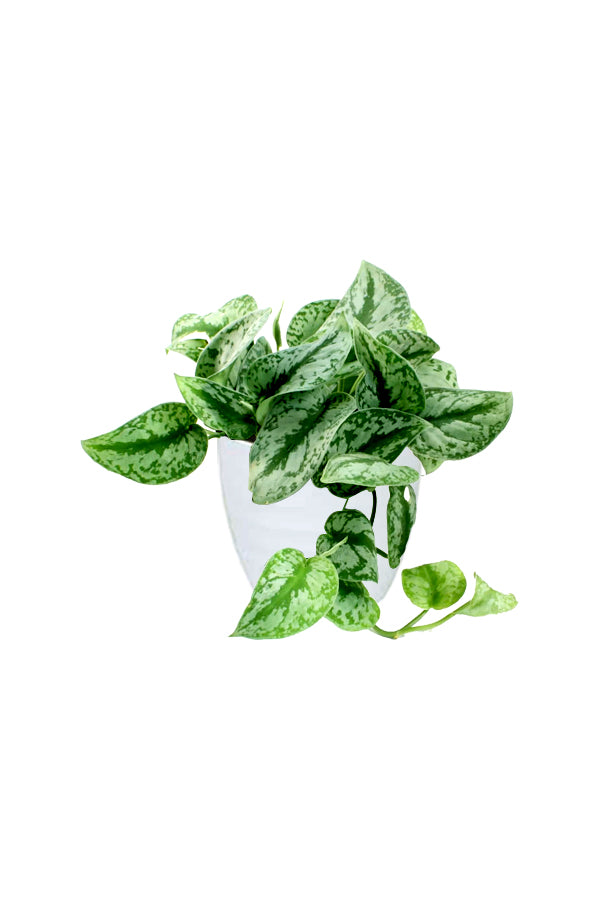 Satin Pothos - Money Plant with variegated heart-shaped leaves in a white ceramic pot, trailing vines.