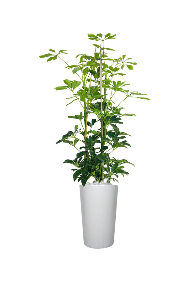 Titanium Office Plant Combo - Mixed Species - Plantsworld.ae