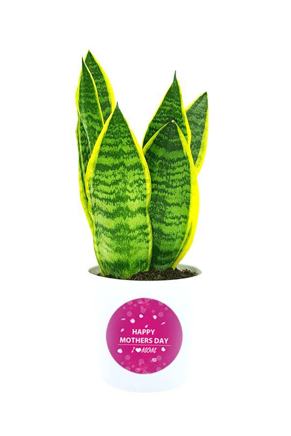 Snake Plant in a white pot customized with Mothers Day Greetings
