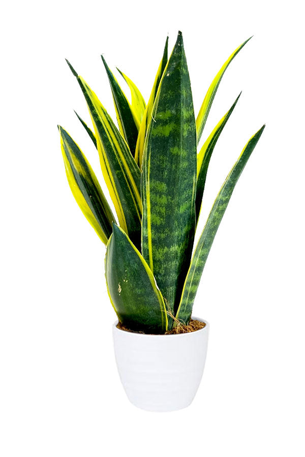 Golden Flame Sansevieria Trifasciata indoor plant with striking yellow and green foliage in a modern pot. A low-maintenance air-purifying plant for home or office décor.