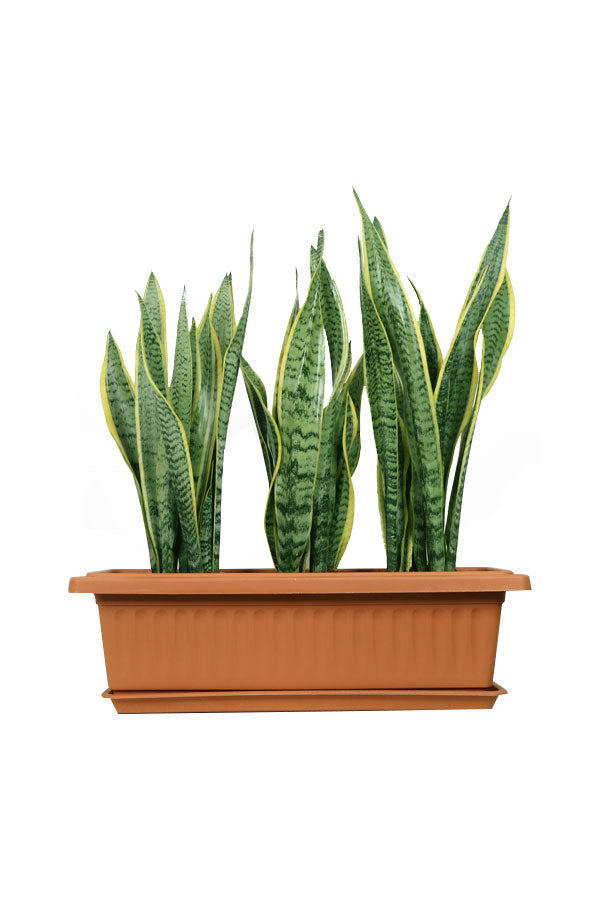Snake Plant Indoor In Rectangular Pot - Plantsworld.ae