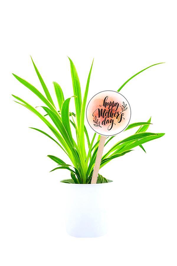 Elegant Spider Plant in a white pot with Mothers Day Customized Quote.