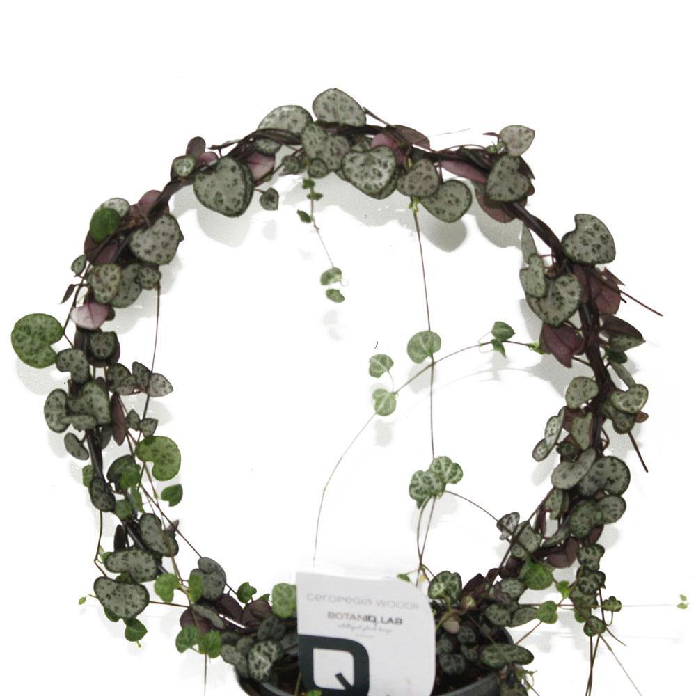 String of Hearts - Sweetheart Vine - String of Hearts - Sweetheart Vine - Plantsworld.ae
