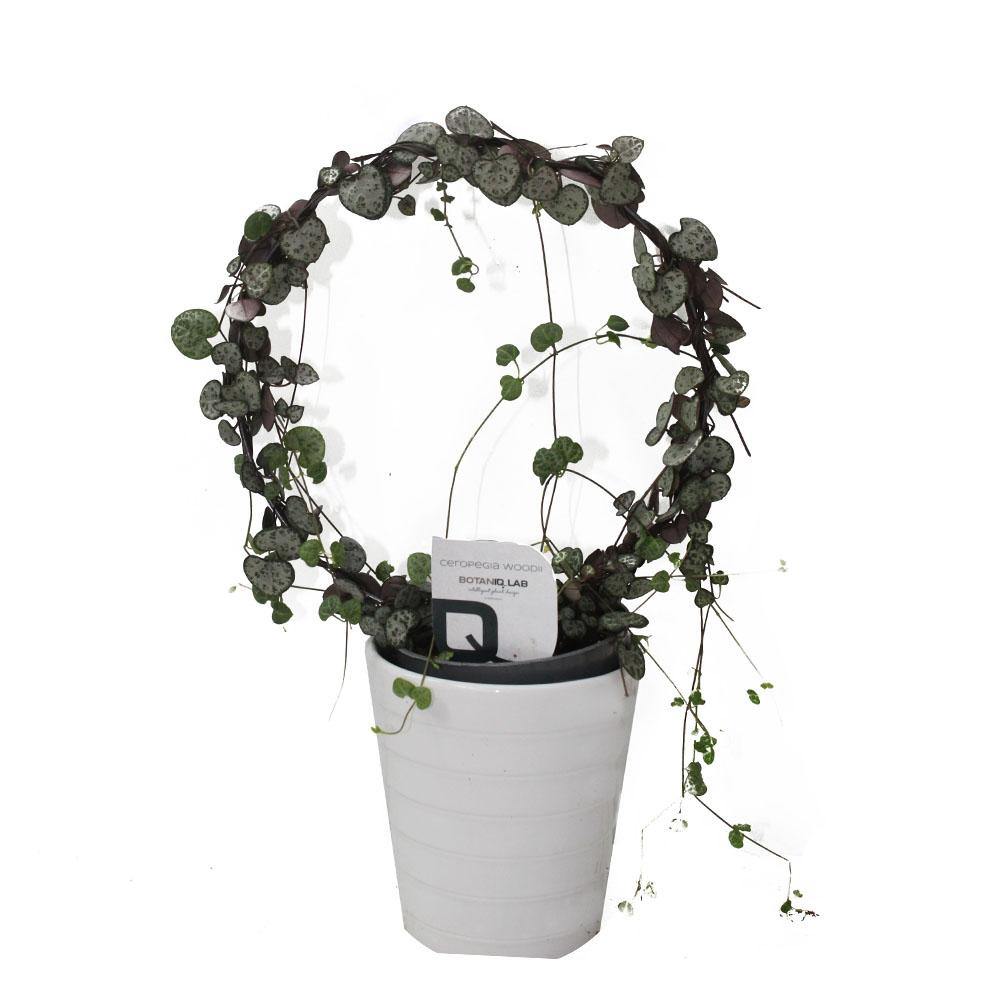 String of Hearts - Sweetheart Vine - String of Hearts - Sweetheart Vine - Plantsworld.ae