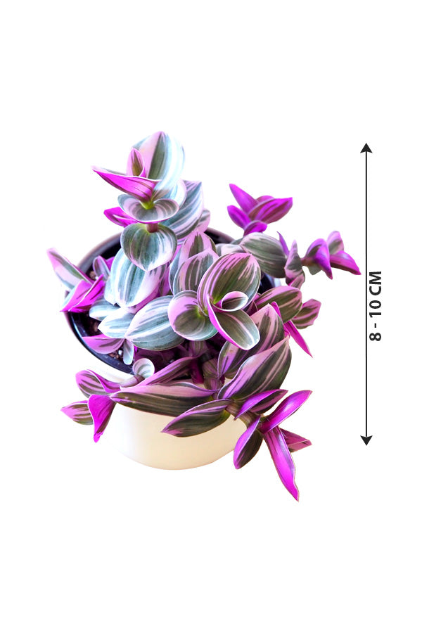 Tradescantia Nanouk - Tradescantia Albiflora 'Nanouk' - Plantsworld.ae