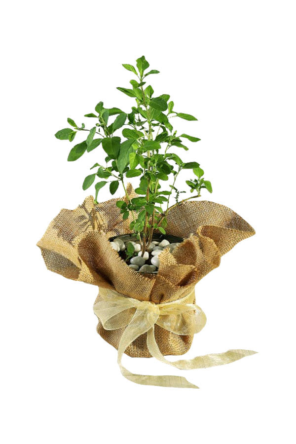 Anniversary Gift Plant - Tulsi Plant In Jute Wrap - Plantsworld.ae