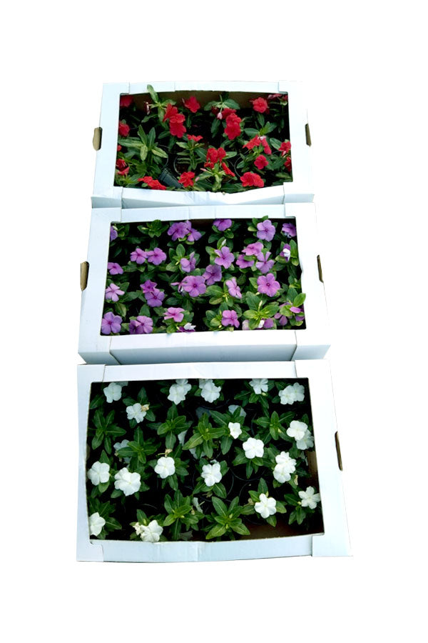 Periwinkle ( Vinca ) - Catharanthus Roseus - Plantsworld.ae