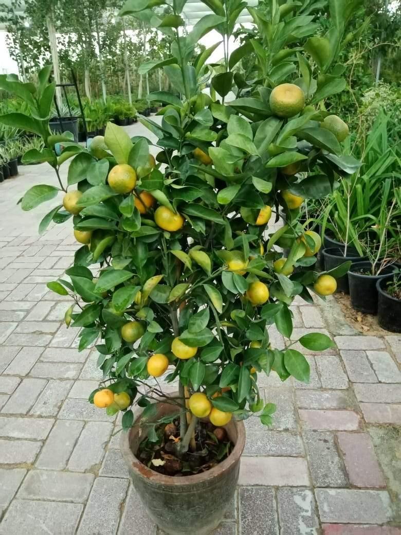 Orange-Citrus, Sinensis - Orange-Citrus, Sinensis - Plantsworld.ae