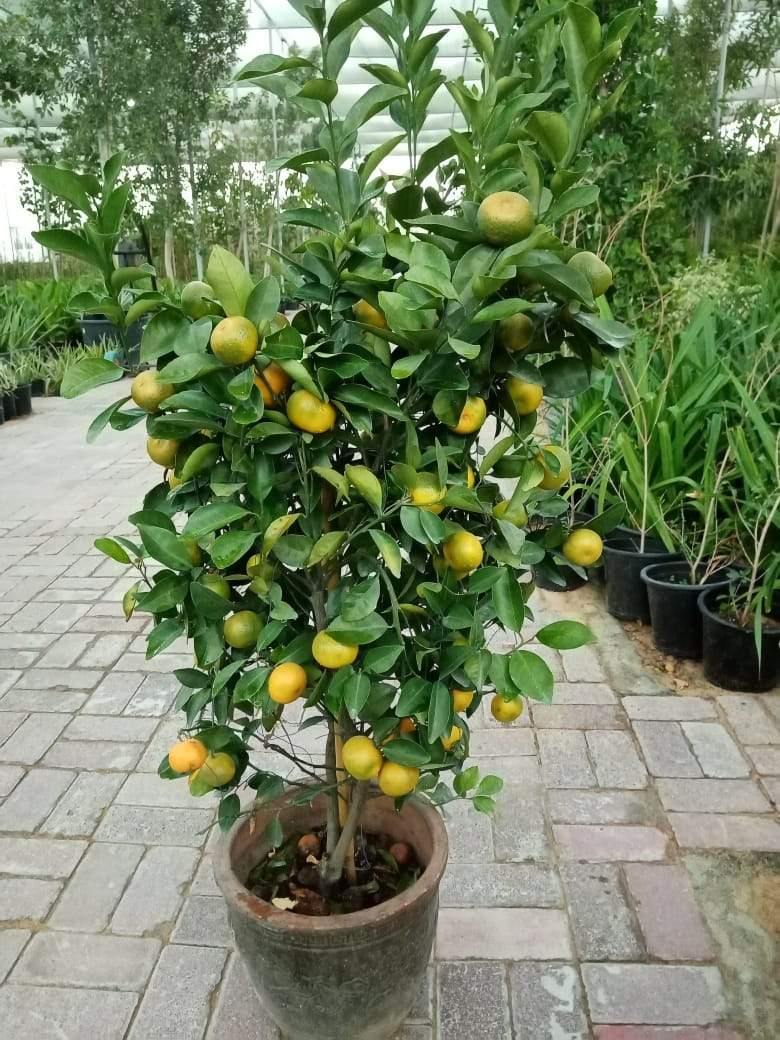 Orange Tree Citrus Sinensis - Outdoor Fruit Plant for Sale at PlantsWorld.ae