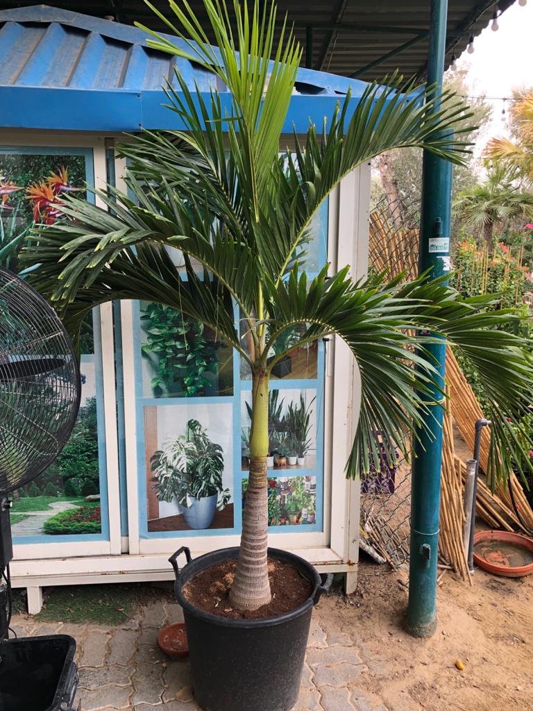Veitchia Palm – Manila Palm - Plantsworld.ae