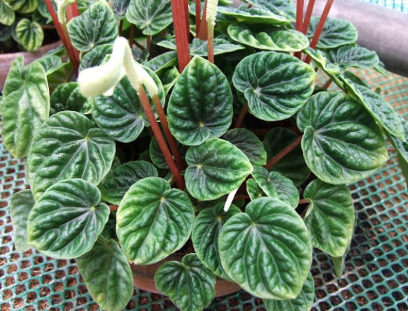 Peperomia Ripple – Compact Indoor Decorative Plant - Plantsworld.ae