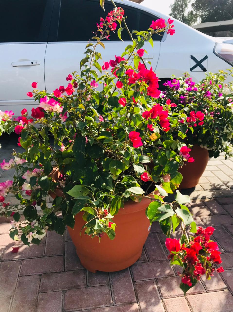Bougainvillea Bushy - Paper Flower - Plantsworld.ae