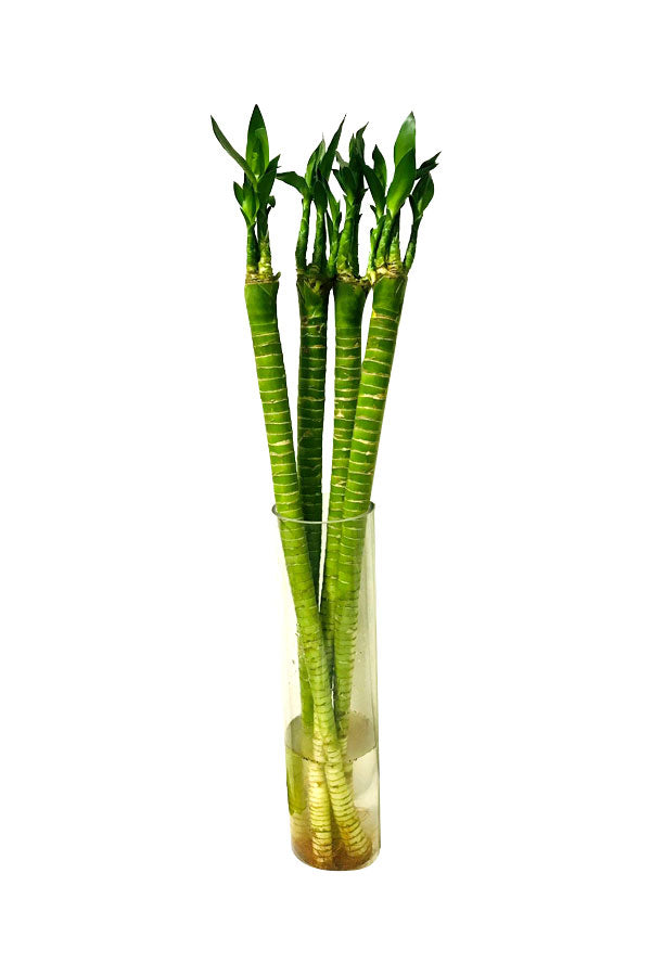 Tiger Bamboo In Glass Vase - Dracaena Sanderiana - Plantsworld.ae