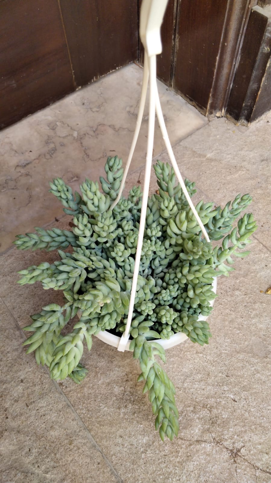 Burro's Tail - Sedum Morganianum - Plantsworld.ae