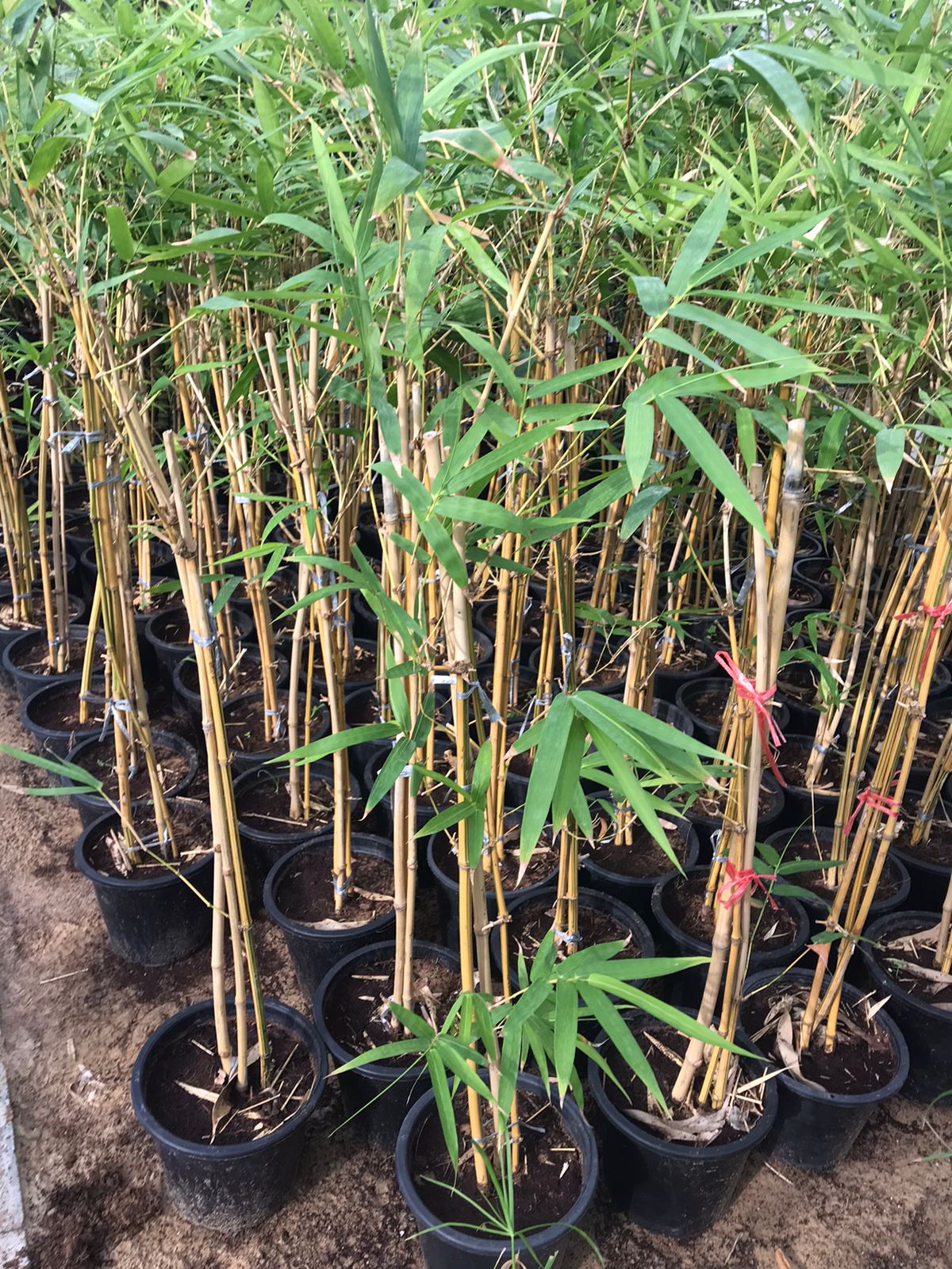 Yellow Bamboo - Bambusa Vulgaris - Plantsworld.ae