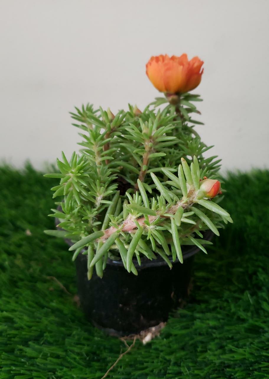 Moss Rose - Portulaca Grandiflora - Plantsworld.ae