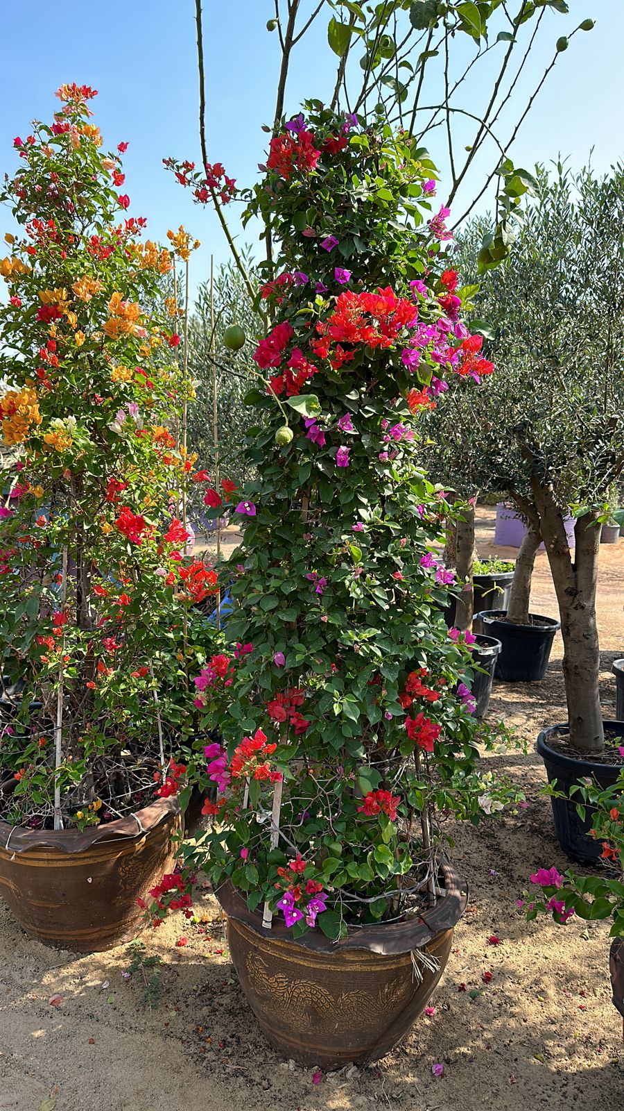 Mix Bougainvillea - Cone shape - Flowering Plant - Plantsworld.ae