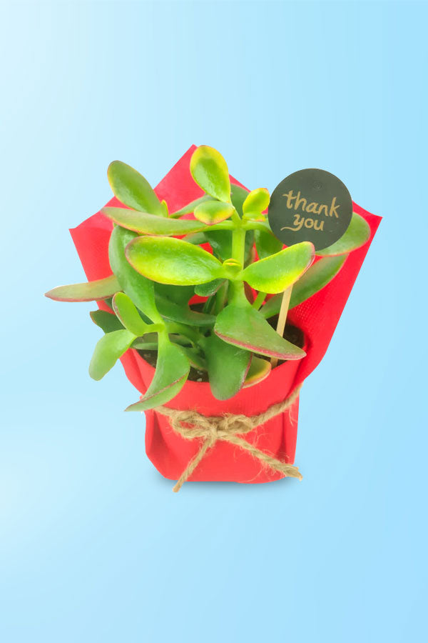Decorative wrapped succulent plant with vibrant red packaging
