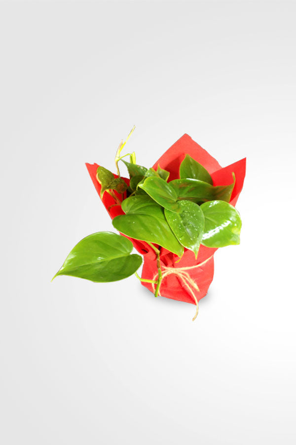 Indoor trailing plant with lush green heart-shaped leaves