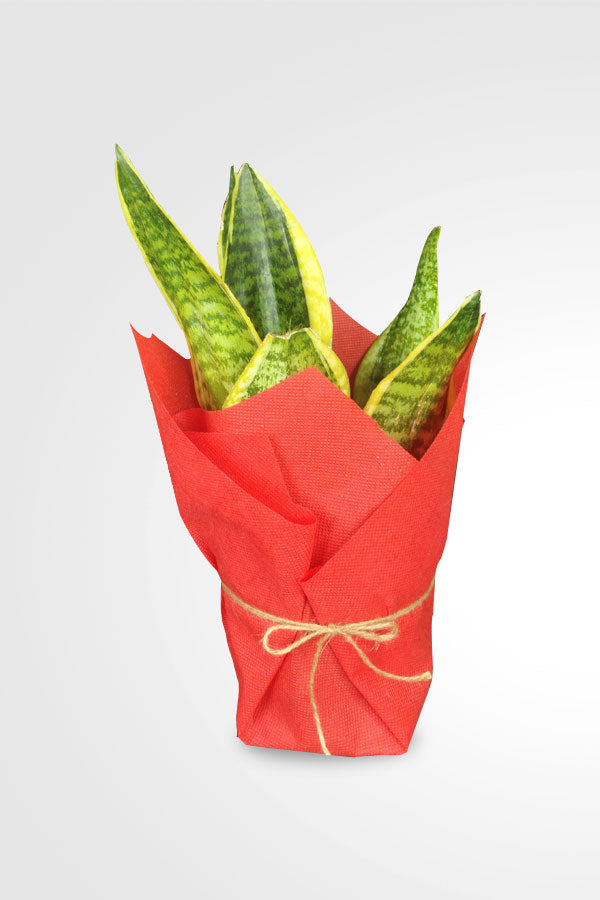 Women’s Day and Mother’s Day snake plant with decorative wrap