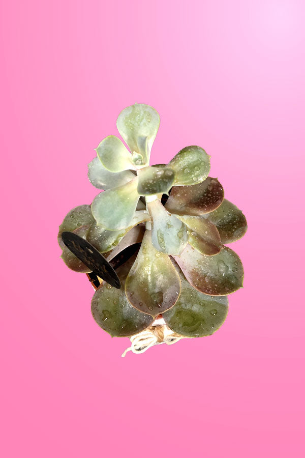 Violet Echeveria With Designing pot - A Thoughtful Gift for Every Woman - Plantsworld.ae