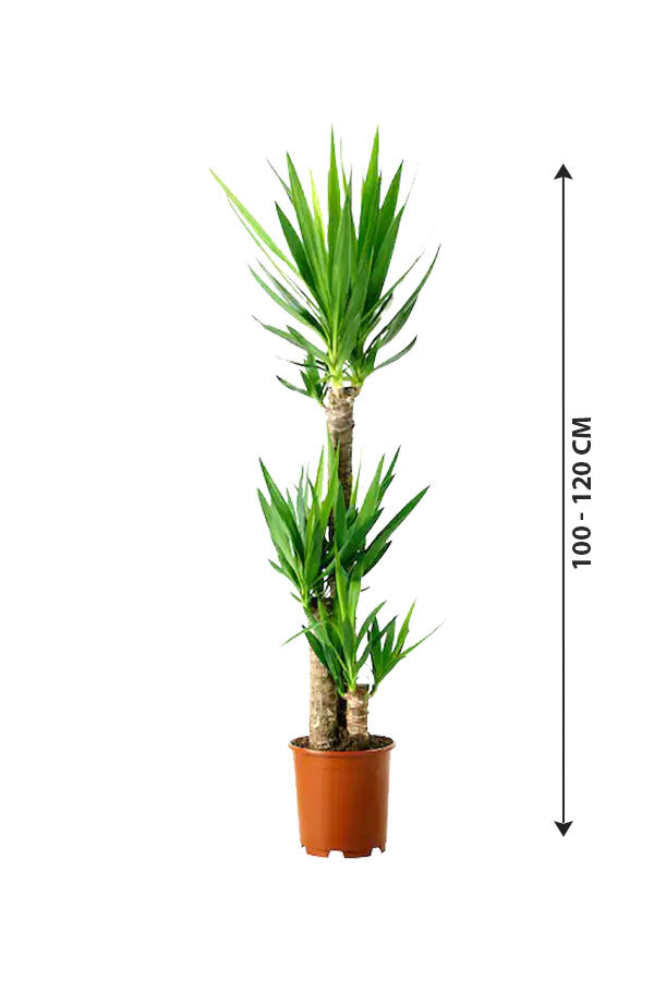 Yucca - Air Purifying Indoor Plant - Plantsworld.ae