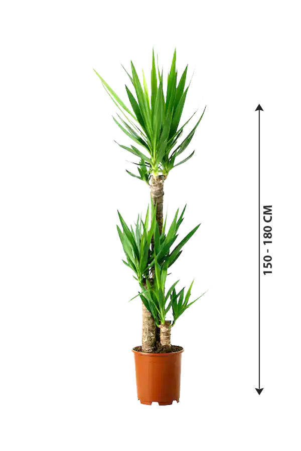 Yucca - Air Purifying Indoor Plant - Plantsworld.ae