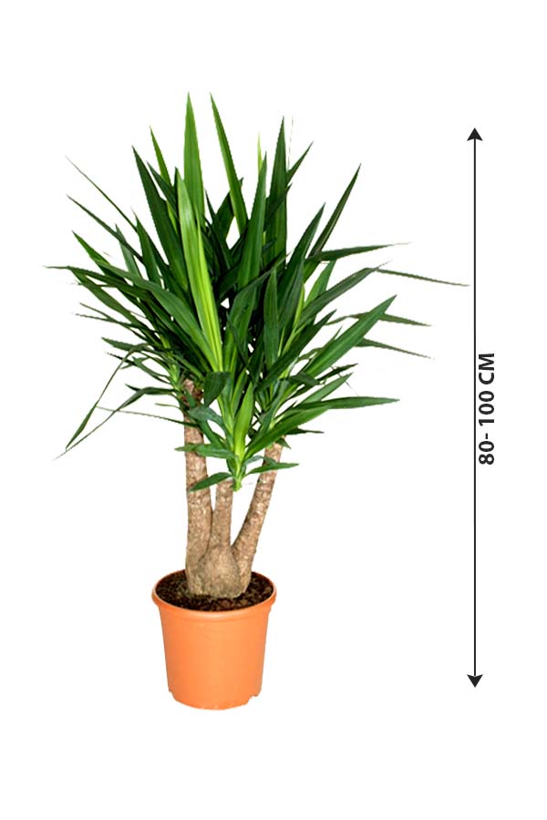 Yucca Branched - Air Purifying Indoor Plant - Plantsworld.ae