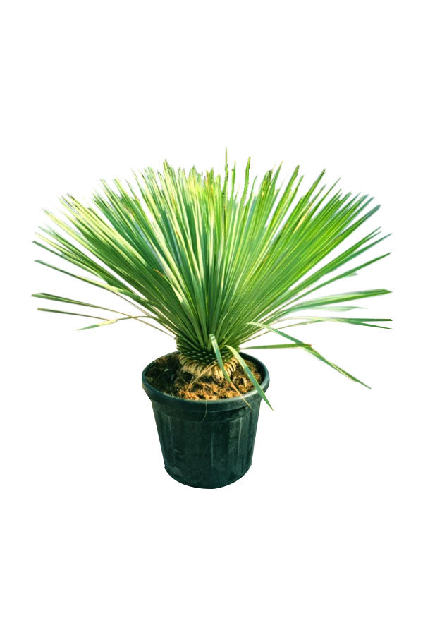Yucca Rostrata -(Beaked Yucca) - Plantsworld.ae