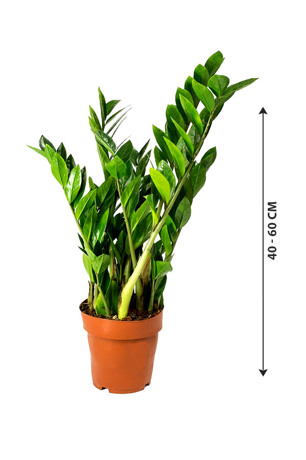 ZZ Plant - Zamioculcas Zamiifolia - Plantsworld.ae