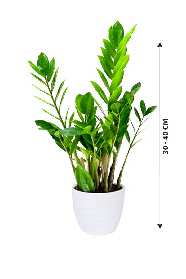 ZZ Plant - Zamioculcas Zamiifolia - Plantsworld.ae