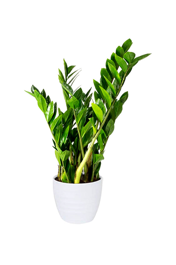 ZZ Plant ā Zamioculcas Zamiifolia with shiny green foliage in a modern indoor pot.