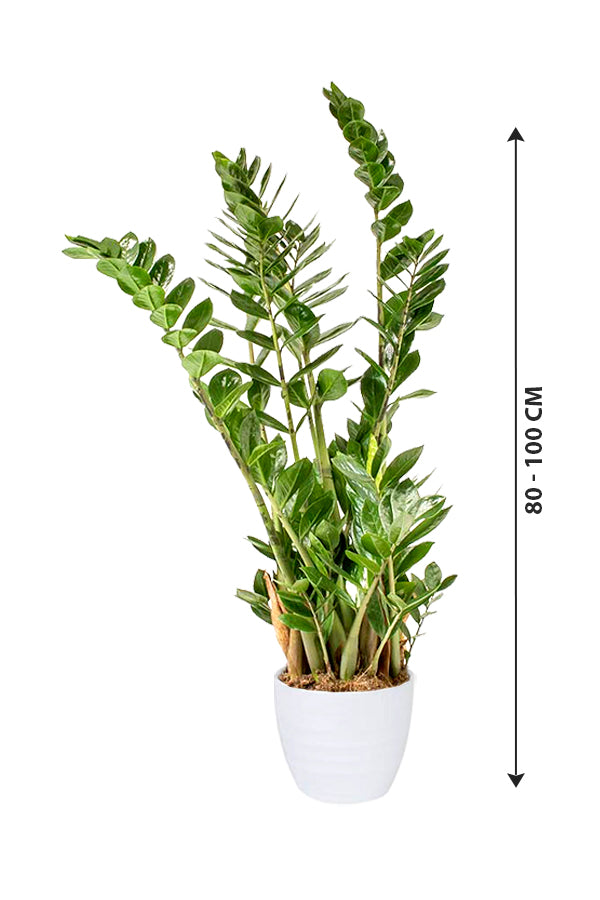 ZZ Plant - Zamioculcas Zamiifolia - Plantsworld.ae