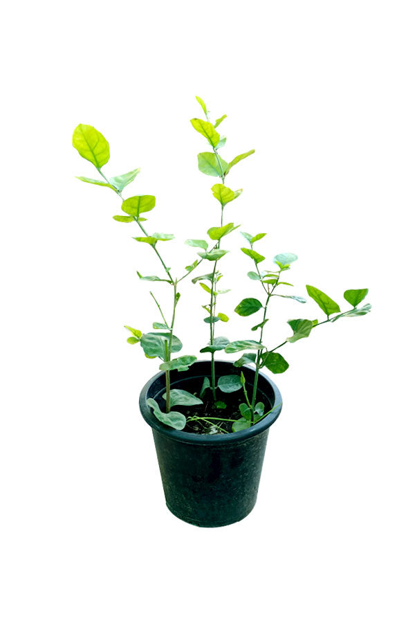 Arabian Jasmine - Jasminum Sambac - Plantsworld.ae