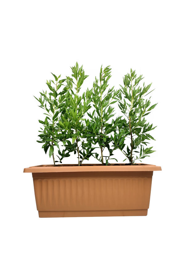 Ficus Damas - Conocarpus Lancifolius - Plantsworld.ae