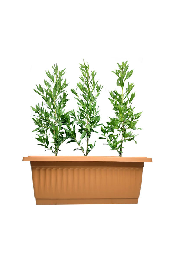 Ficus Damas plant in sleek rectangular pot ā ideal for home, garden, or office decor with evergreen foliage.